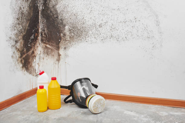 Best Commercial Mold Remediation in Woodbury, NJ
