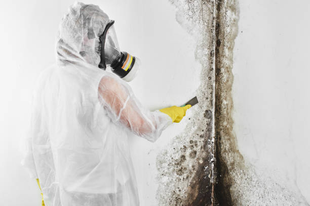 Best DIY Mold Remediation Support Services in Woodbury, NJ