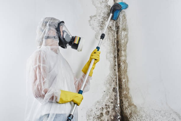 Best Insurance-Related Mold Remediation in Woodbury, NJ