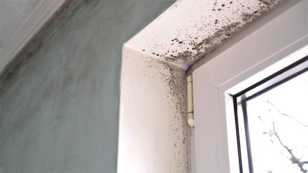 Best Mold Remediation for Specific Building Types in Woodbury, NJ