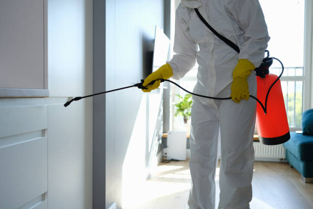 Trusted Woodbury, NJ Mold Remediation Experts