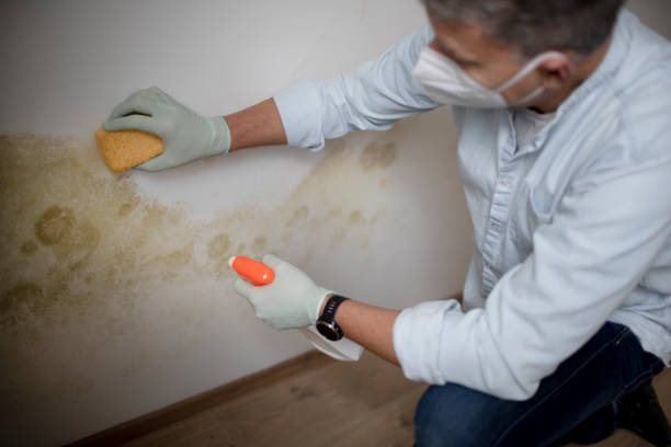 Best Localized Mold Remediation (e.g., coastal areas, humid climates) in Woodbury, NJ