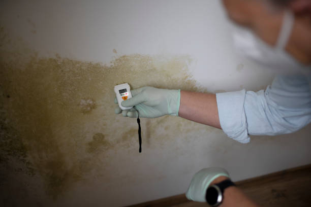 Best DIY Mold Remediation Support Services in Woodbury, NJ