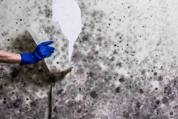 Best Insurance-Related Mold Remediation in Woodbury, NJ